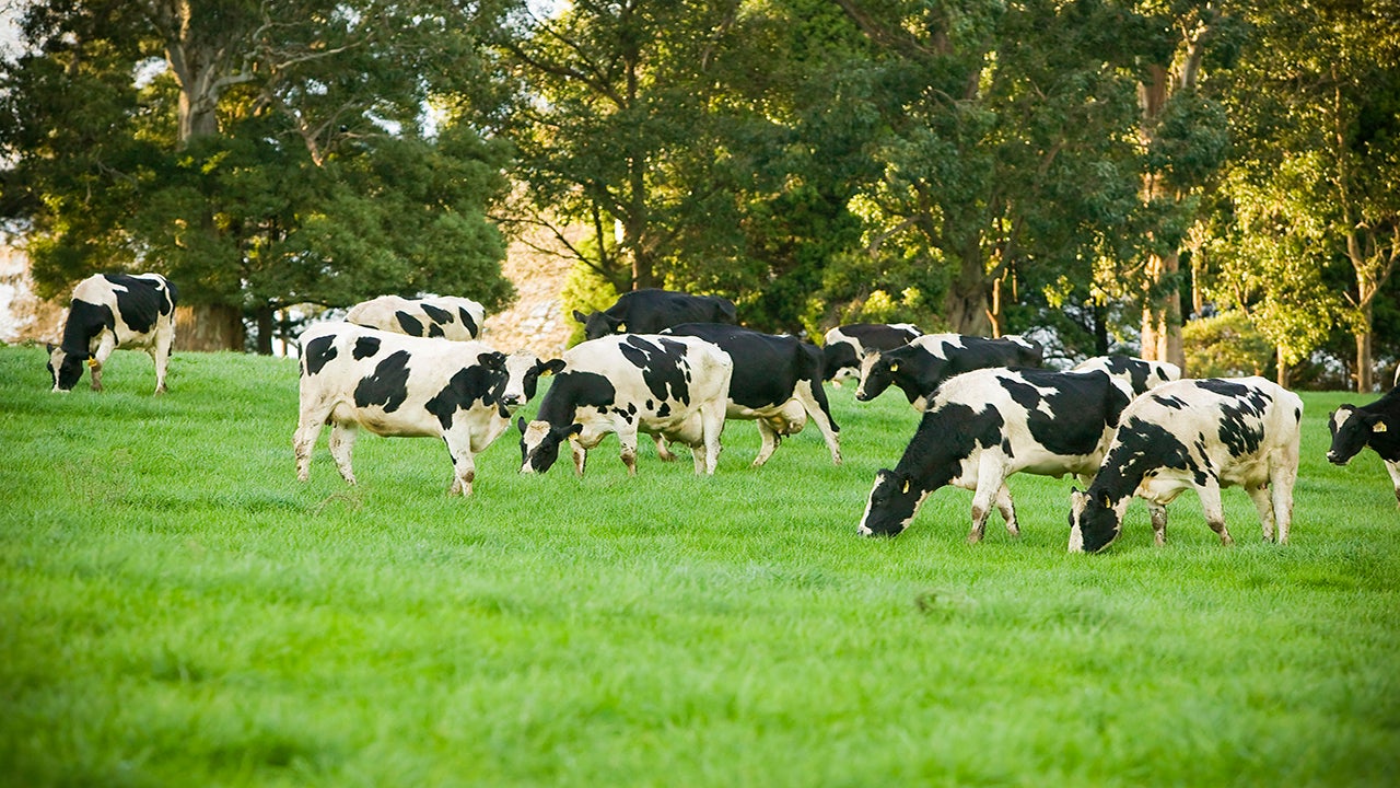 Dairy